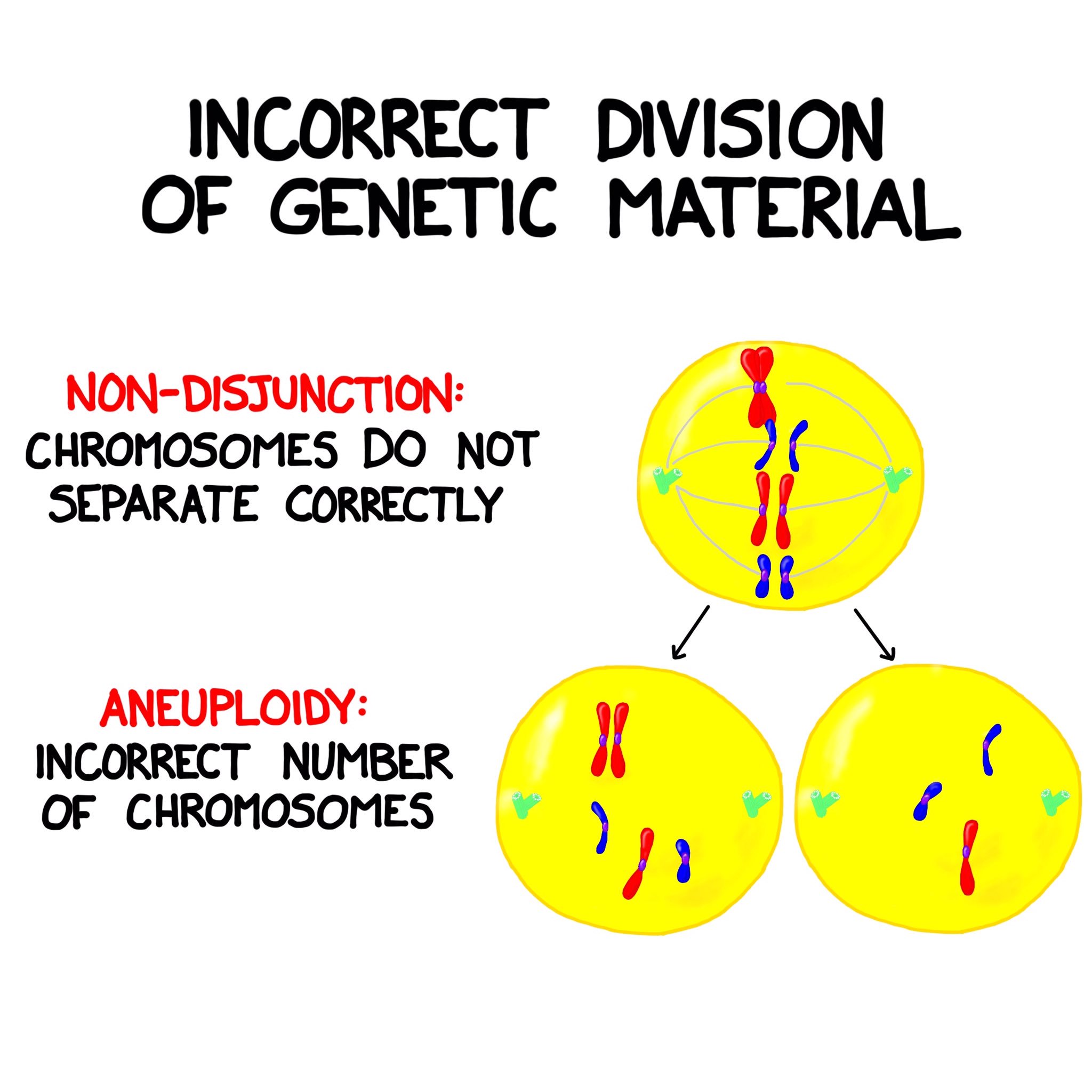Nondisjunction Aneuploidy