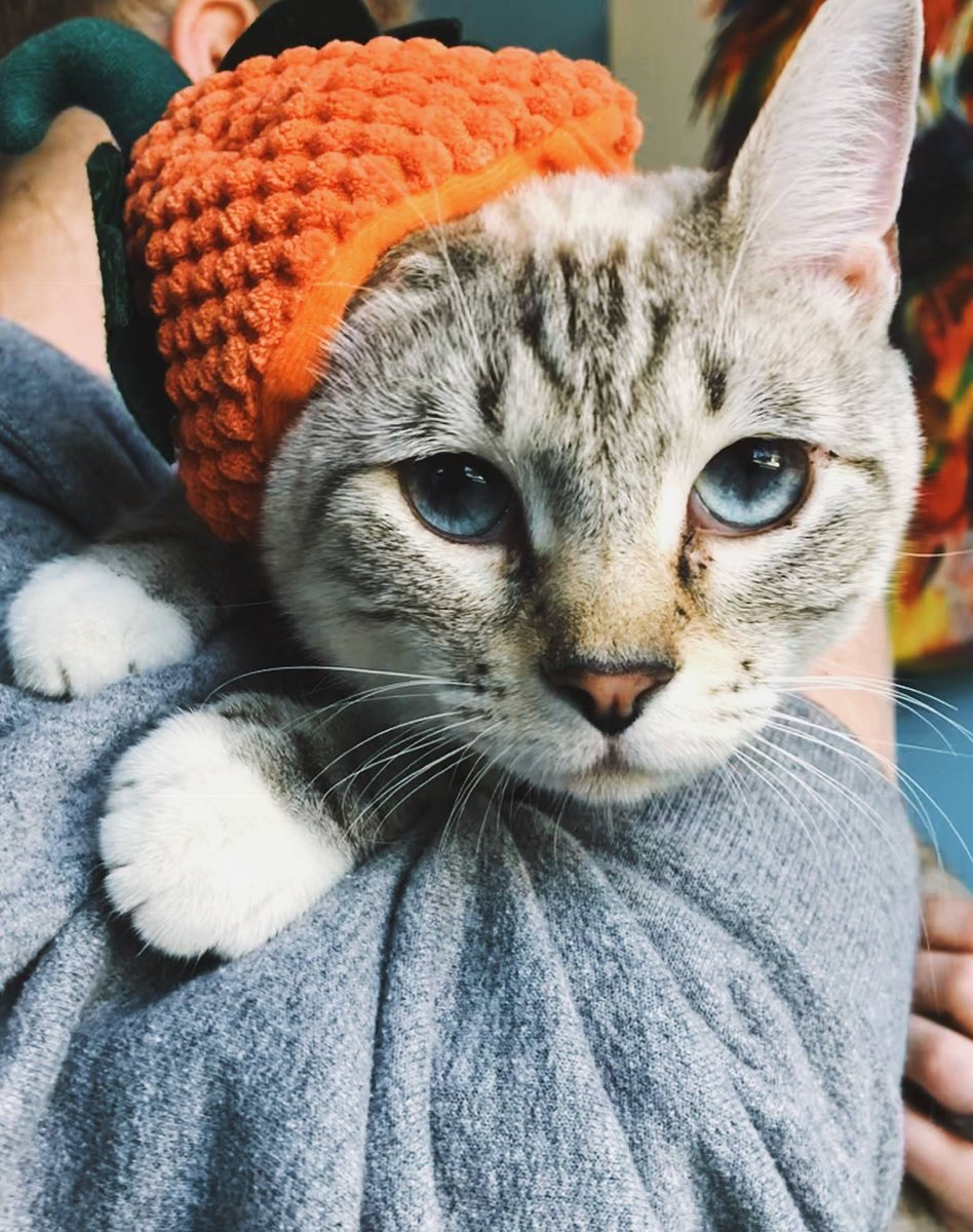 BeckysPetCare's tweet photo. Nala has the most unique and silky fur. Add her big, bright, blue eyes, how could you not fall in love with her?! She's a young lady who loves to cuddle and get some time exploring her surroundings. Contact https://t.co/osAWRLSLah for adoption details. #adoptacat #availablecat https://t.co/3pRpKBaOQ4