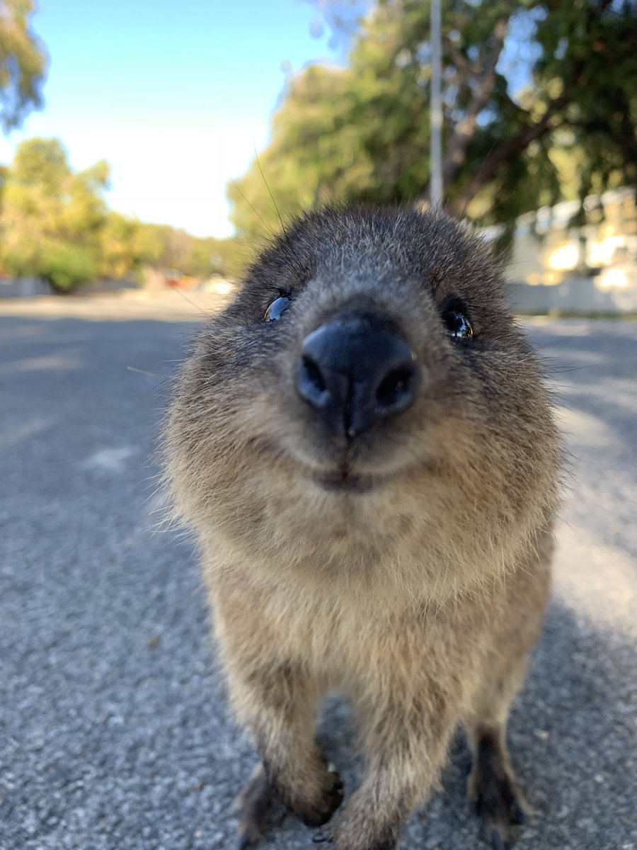 Dtpn Metal インド人を右へ Twitter પર 今日も朝からクアッカワラビーちゃんを追いかけるんるん 幸せ動物 クアッカワラビー Quokka ロットネスト島 Rotnestisland Australia