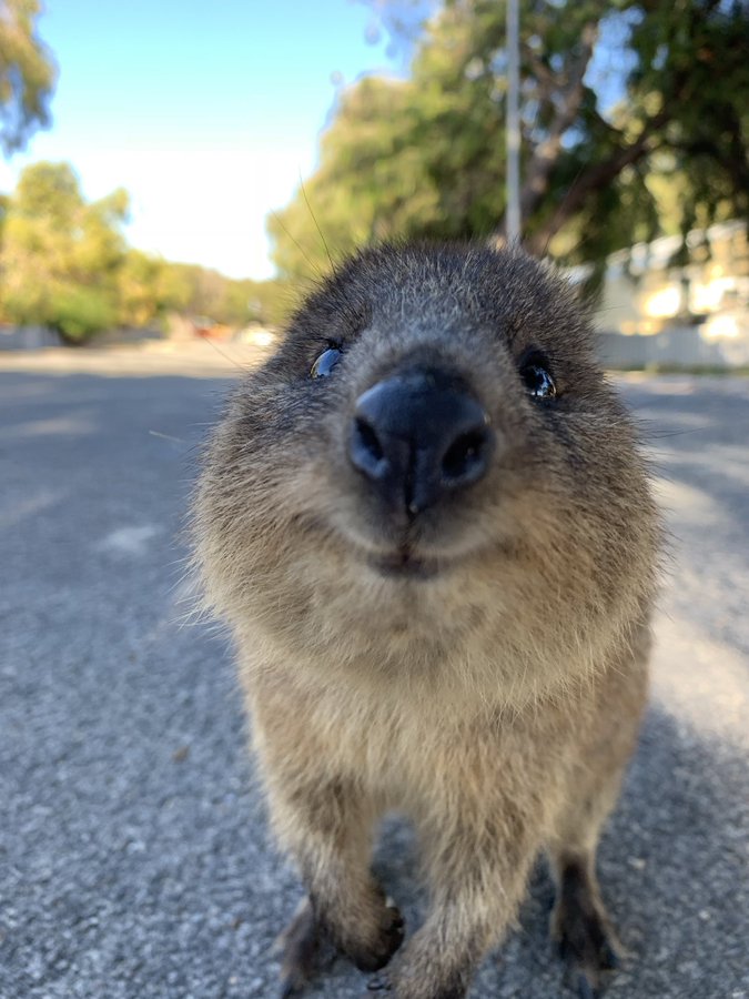 世界一幸せな動物 クアッカワラビーのかわいいツイッター画像集 悟り人のブログ