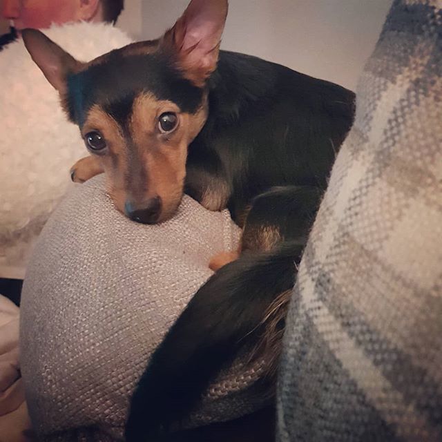 gee86's tweet photo. Our little Freddy the Fox ♥️ #chorkie #scorkie #chihuahuacross #puppy #puppiesofinsta #puppiesofinsta #puppylove #chihuahua https://t.co/68jkiM8qsK https://t.co/9HYDrN08g6