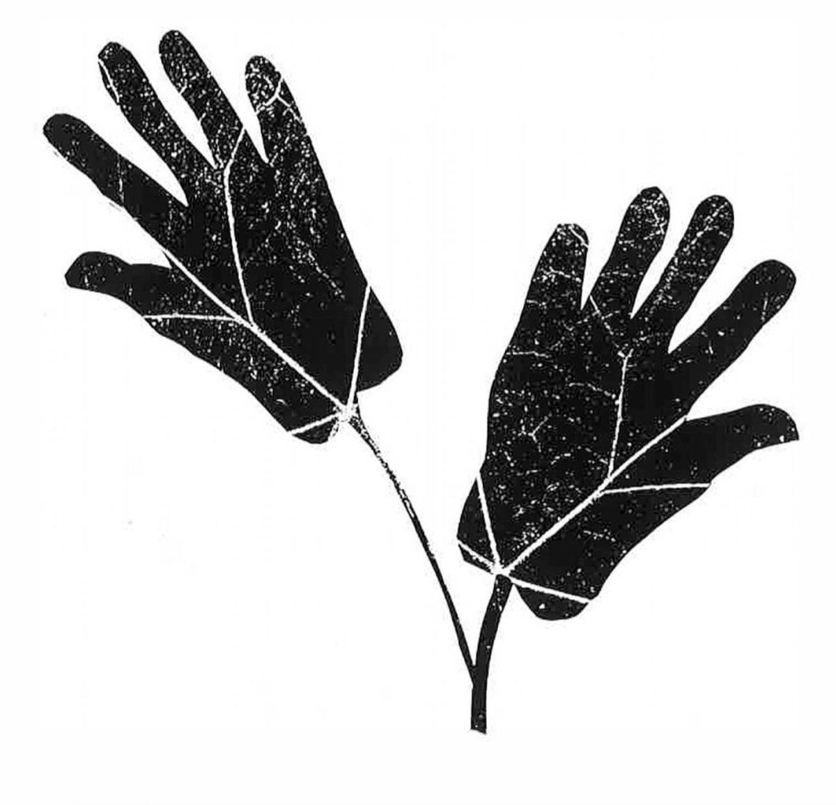 MCD_seattle's tweet photo. The team at Williamson #LandscapeArchitecture does both #design and #construction for residential projects with a real "hands on" approach. In this study, we trimmed real English Ivy leaves to hand shapes to simulate the veins in the hands within their #logo. https://t.co/hb4IWzBMZK