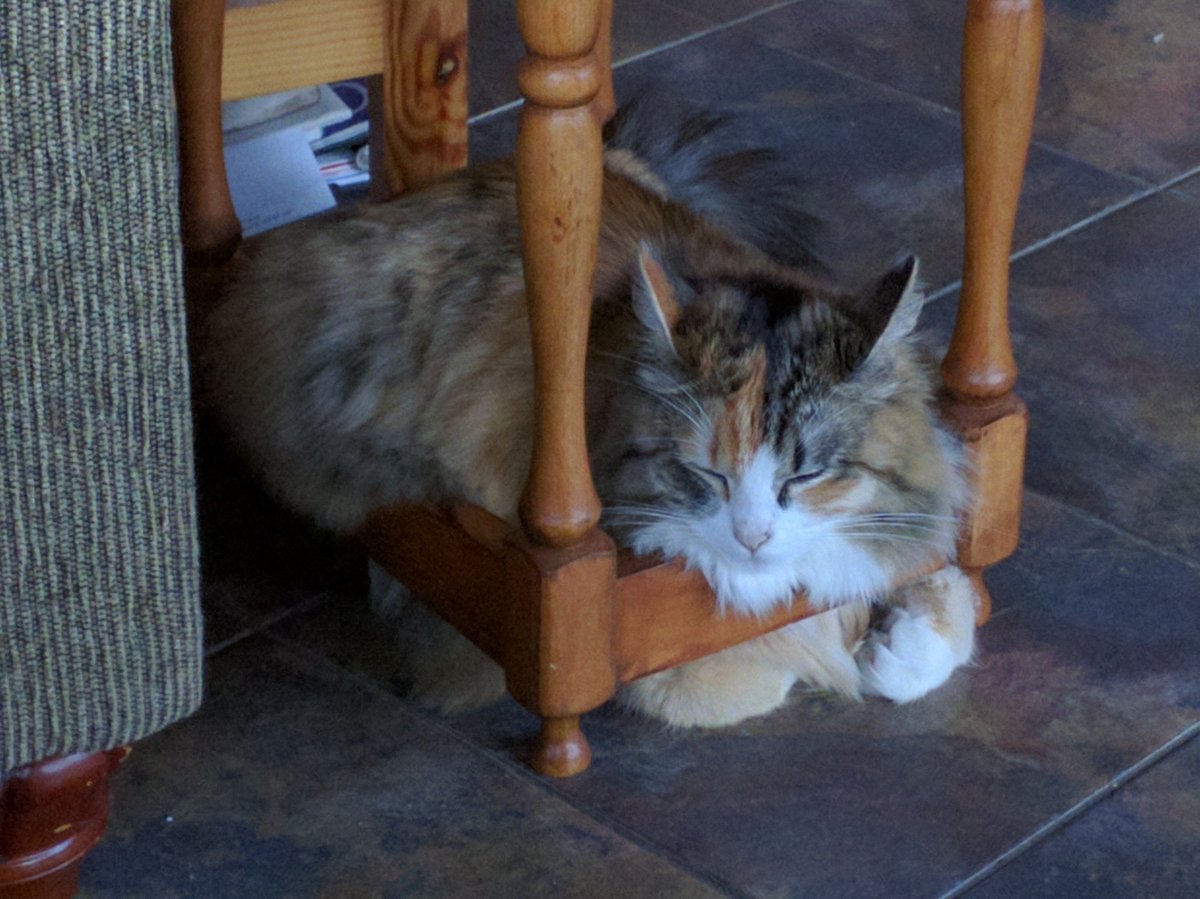 AshwinBDatta's tweet photo. I only post pictures of cats I've seen now https://t.co/Zmmj6yIBaV