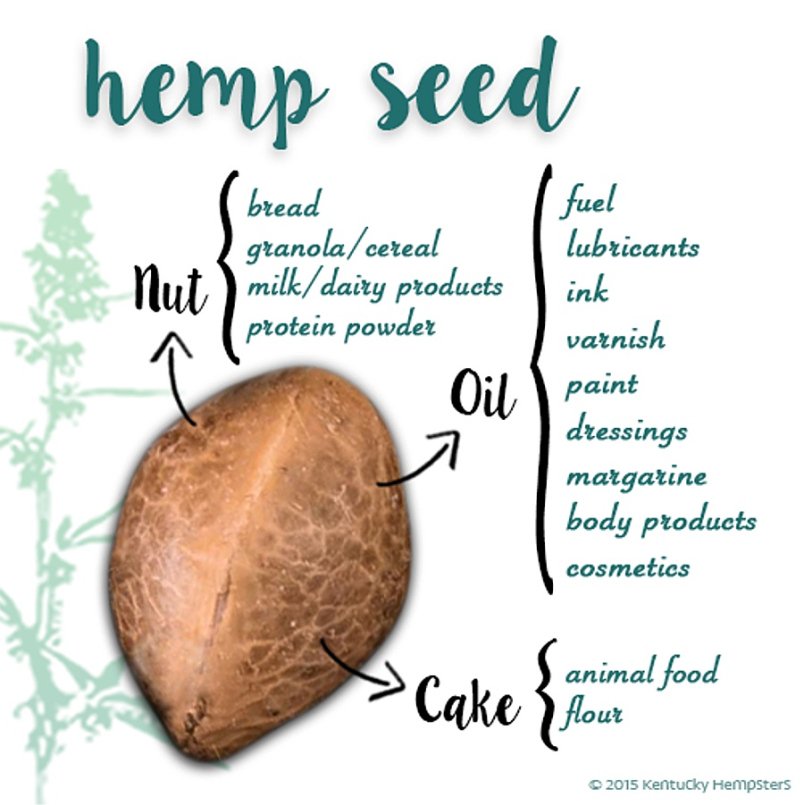 thehempqueen's tweet photo. Tiny Seed. Big Opportunity.

#hempforlife #Hemp #hemphearts

https://t.co/t8uOwRNK9j https://t.co/WruWVTw0nI