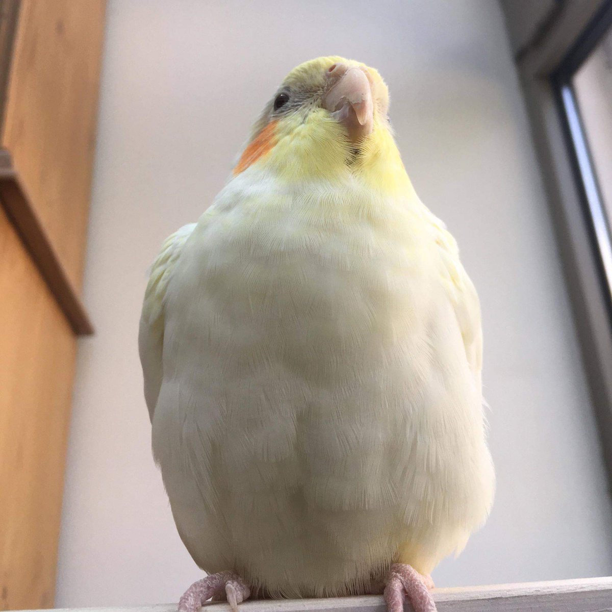 why the fuck are people still following me when im not active

also hello

yes im doing well, making lots of art and enjoying life to the fullest i can

have a thicc birb