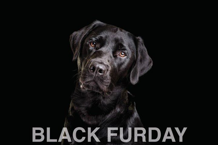 Ariana_Activist's tweet photo. #Blackfurday Celebrating the beauty of the black dog πΆ
Share pictures of your black pupper, spread the joy & help promote these beauties, who are often left languishing in rescue centres. #giveadogahome #dogs #AdoptDontShop #rescuefirst https://t.co/RErMe33FGQ