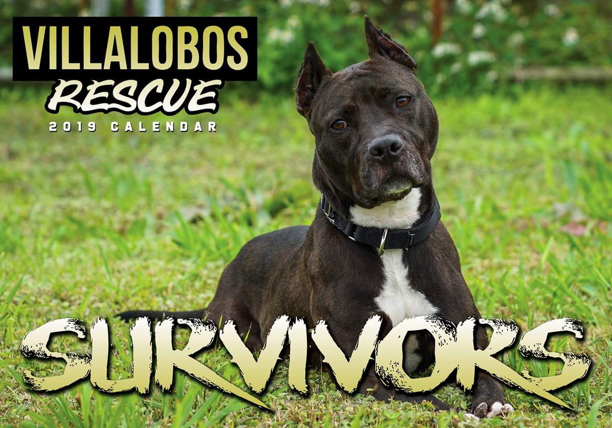 Sale > villalobos dog rescue merchandise > in stock