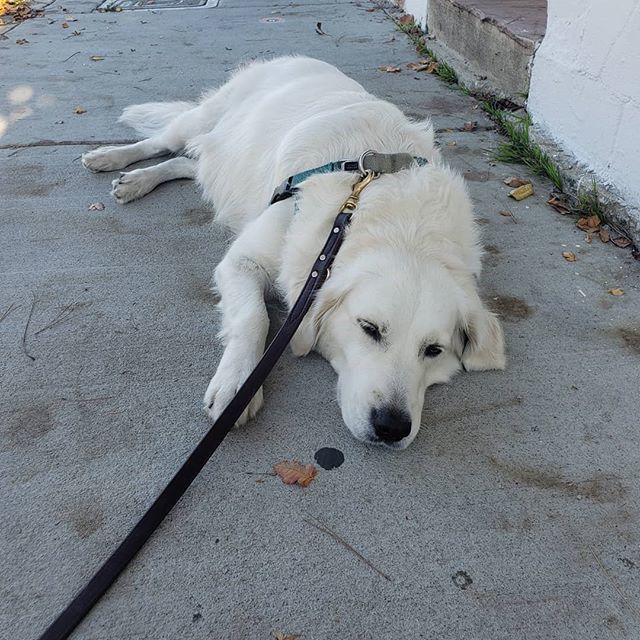 ThePetProvider's tweet photo. Same Lucy, same. #monday #mondaymotivation #novacation #selfemployed #nodaysoff #hussle #lucydoesnthussle #shenaps #jealous #dogsofinstagram #dogwalksofla #dogwalksofinstagram #dogwalker #goldenretriever #goldenretrieversofinstagram #whitegoldenretriever https://t.co/lxhTccNnYU https://t.co/EHyYsxBleX