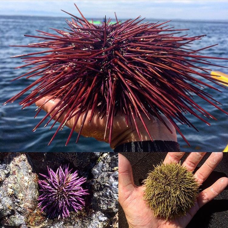 Purple urchins, green urchins, red urchins, oh my! All found in various intertidal zones around the San Juan Islands. #seaurchin