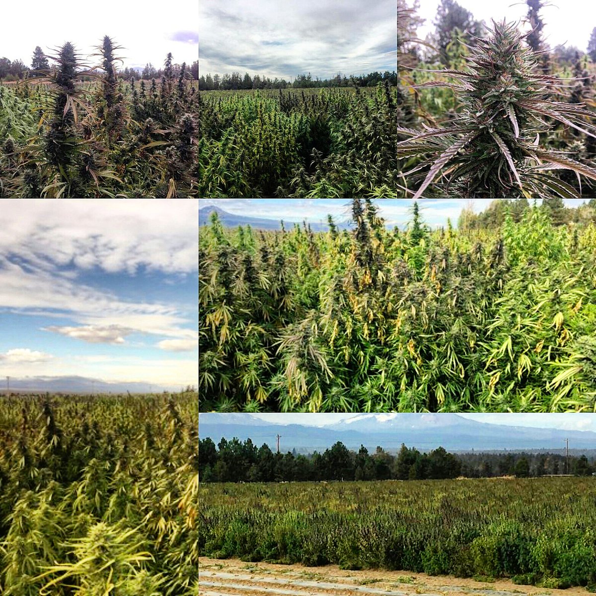 MyInfo40545019's tweet photo. Suver Haze CBD Hemp Flower! 
Last day to get %25 off!!!! 
#cybermonday #stanton #california
#CBD #CANNABIS #CBDOIL #HEMP #WEED #CANNABISCOMMUNITY #WEEDPORN #CBDLIFE #CANNABISCULTURE #WEEDSTAGRAM #HEMPOIL #CBDVAPE #HEALTH #CBDHEALS #STONER #SATIVA #VAPE #cbdflowers #CANNABIDIOL https://t.co/TFXjStsIed
