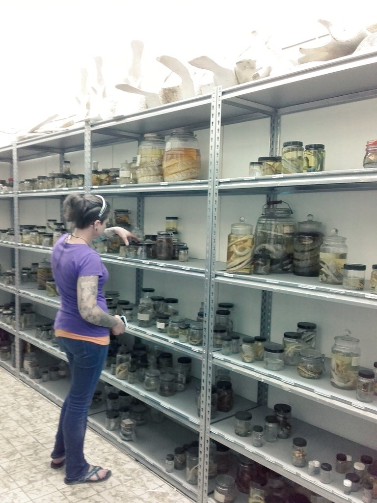 MahevaBLaursen's tweet photo. #GBIFBID data use workshop. Admiring #NZCS collection https://t.co/BT91uZadJL
