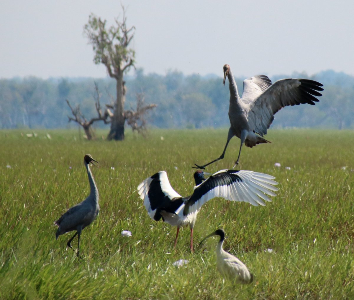 @funtravelchat @travthroughlife @CharlesMcCool @FunInFairfax @HeidiSiefkas @sl2016_sl @RickGriffin @akenyon_ @mirandasyndrome @AdventurePretty @Adventuringgal @twodriftersxo We were incredibly lucky to witness this dance off between a brolga and a blacknecked stork in Mary River NP last year leaving the brolga victorious! Ibis says #whatever ... only @AusOutbackNT

#funtravelchat #NTaustralia #NorthernTerritory #birding