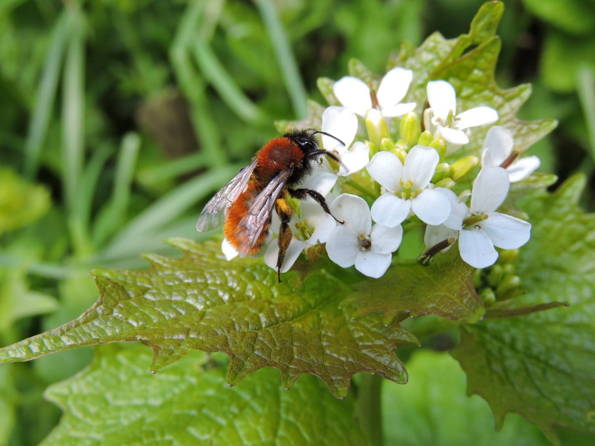 WildIdeasUK's tweet photo. Please RT!  We are crowd funding to deliver the South West Nature Networks project...  YOU could be the first to donate!
https://t.co/H5uCdOkVha https://t.co/0MQkXA1T27