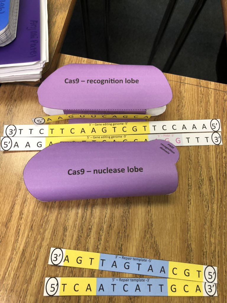 HisrichHeff's tweet photo. The guide RNA helps the recognition lobe recognize DNA. The PAM sequence is recognized by the nuclease lobe and cast 9 cuts 3 base pairs to the left of the PAM sequence. Cell repairs the DNA using a repair template with matching sequences. #RHSBMS https://t.co/8pM11wKLUL