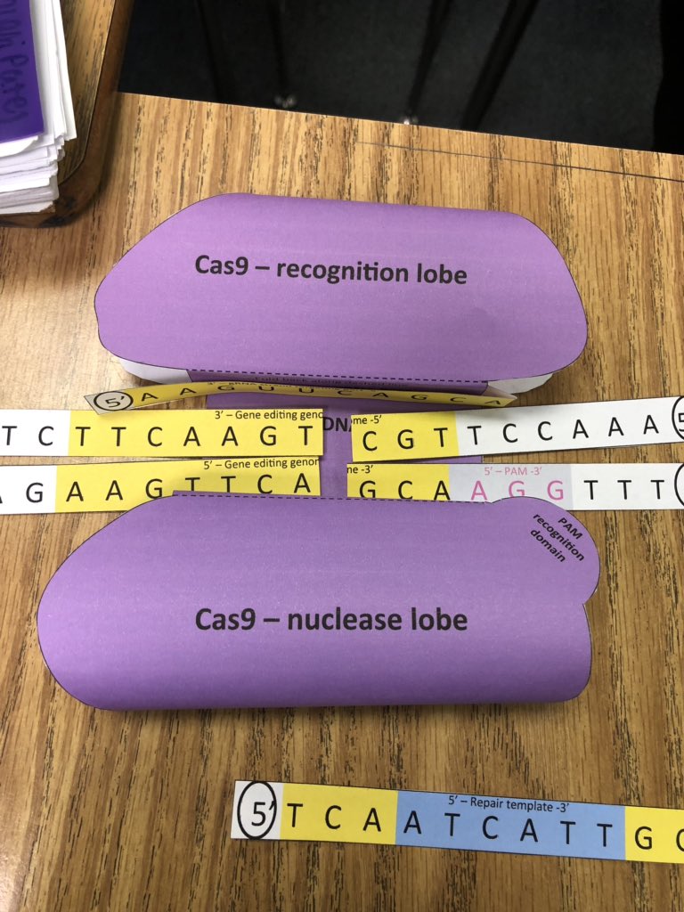 HisrichHeff's tweet photo. The guide RNA helps the recognition lobe recognize DNA. The PAM sequence is recognized by the nuclease lobe and cast 9 cuts 3 base pairs to the left of the PAM sequence. Cell repairs the DNA using a repair template with matching sequences. #RHSBMS https://t.co/8pM11wKLUL