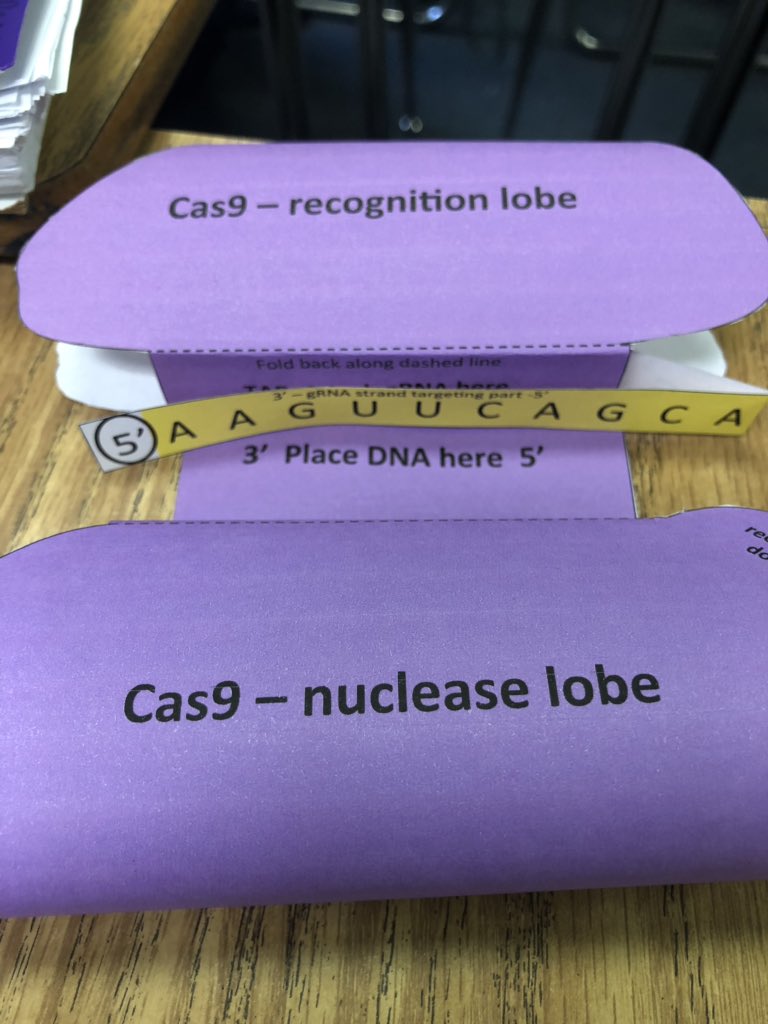 HisrichHeff's tweet photo. The guide RNA helps the recognition lobe recognize DNA. The PAM sequence is recognized by the nuclease lobe and cast 9 cuts 3 base pairs to the left of the PAM sequence. Cell repairs the DNA using a repair template with matching sequences. #RHSBMS https://t.co/8pM11wKLUL