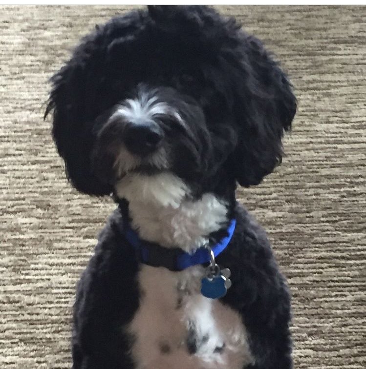 officialgpheat's tweet photo. Breaking: Before the season has even started, Calvin’s Dog has  already been declared the MVP of the year. He bit and broke Calvin’s finger, putting him on the IR for the next month. https://t.co/PbNn1cVbD2
