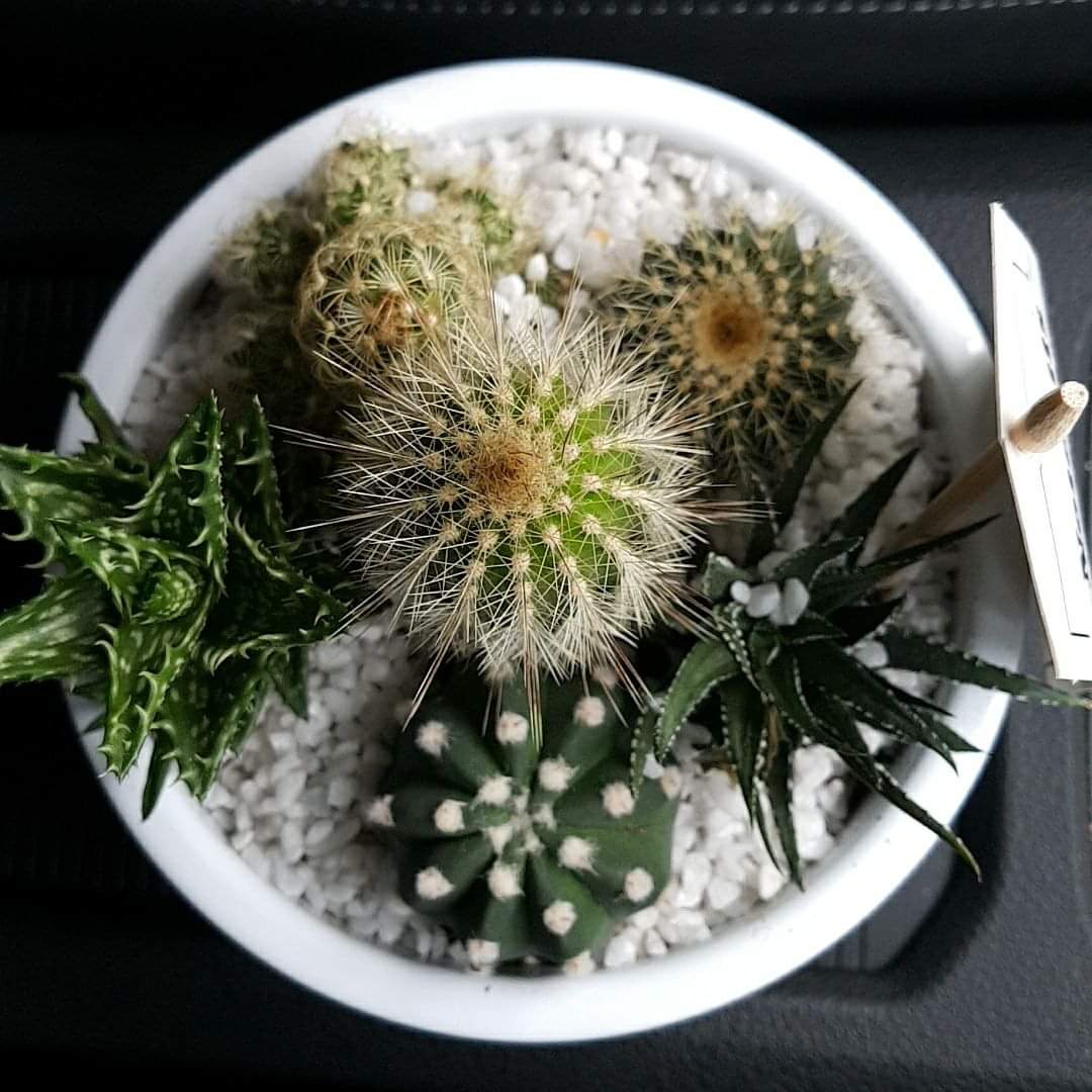 iSophieWright's tweet photo. A year ago to now....#CactusLady 😏 https://t.co/NkNL5uQN8B