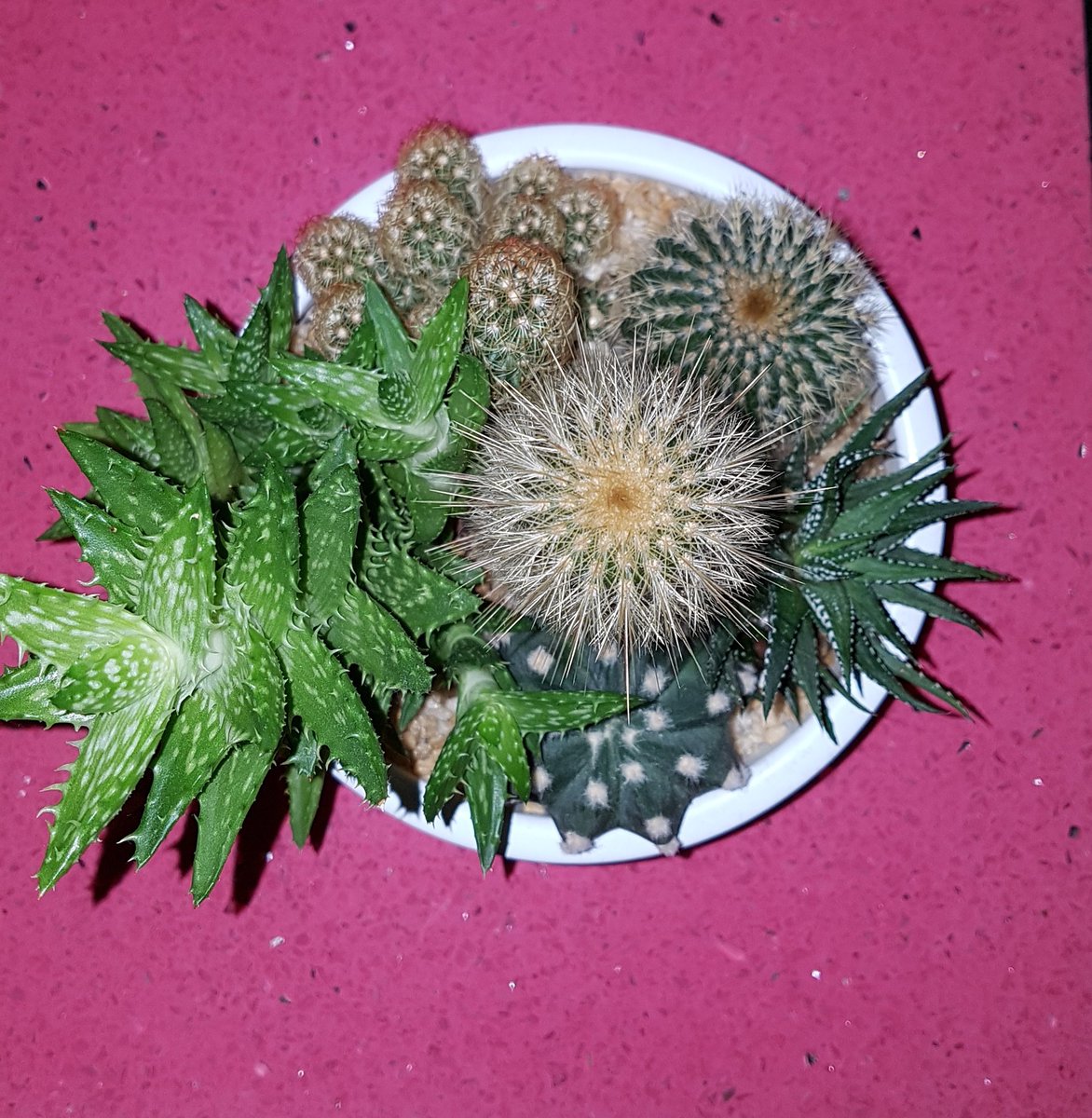 iSophieWright's tweet photo. A year ago to now....#CactusLady 😏 https://t.co/NkNL5uQN8B