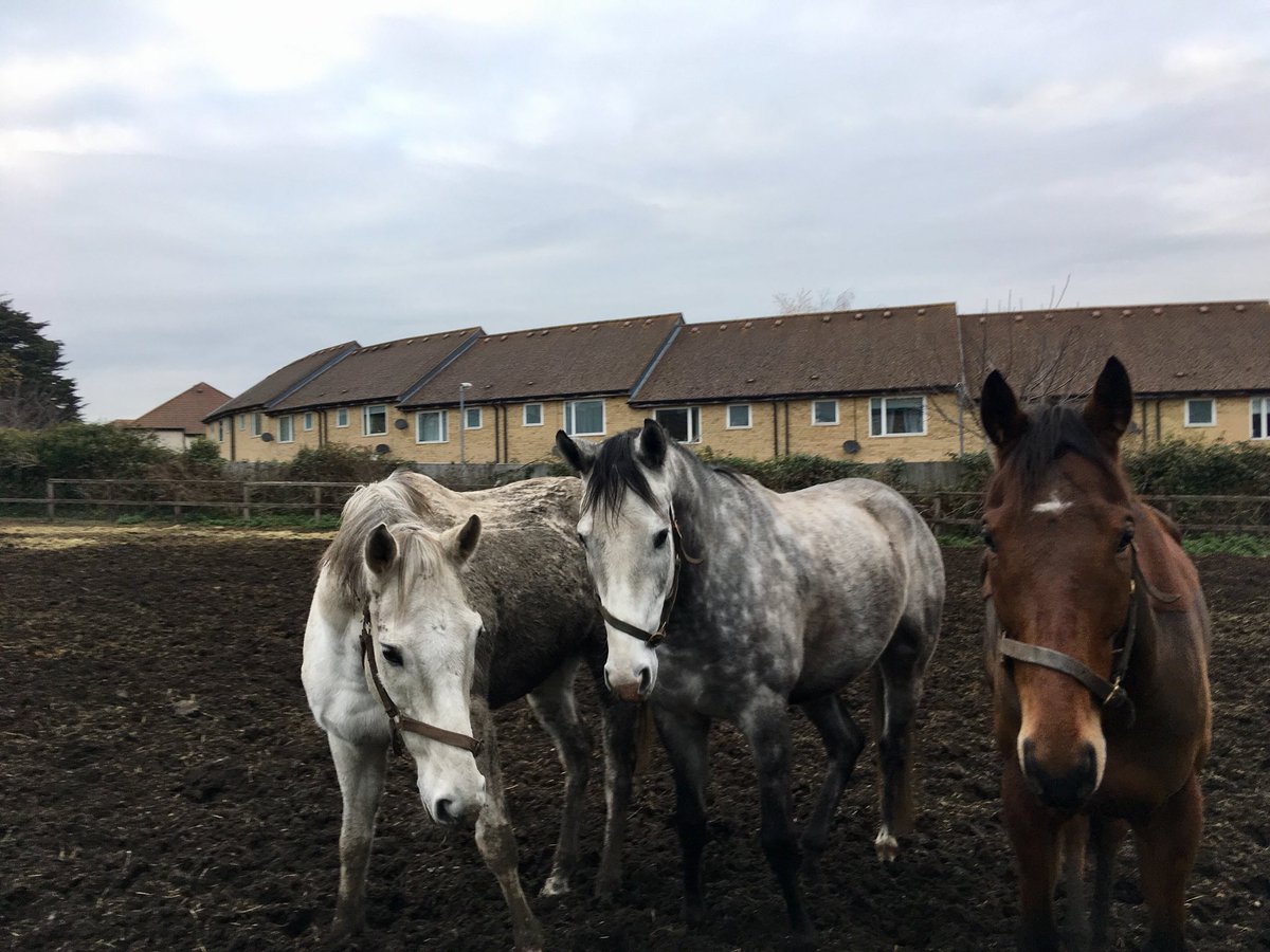 JohnWathenBerry's tweet photo. Too many Chiefs & not enough Indians in this stable, as in every other one: you could be sure that Iโd end up with several supervisors while I was digging holes for a few replacement fence posts this afternoon @Roy__Rocket #WhiteValiant #TheRocketPark https://t.co/7FIqzhJhUb