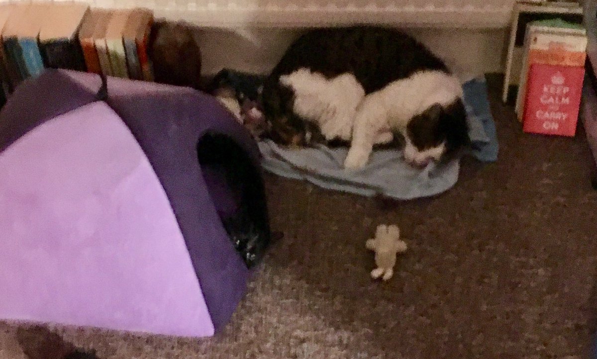 madeleinemaste4's tweet photo. Closing with da #Ruggles and little Pip #Squeak who has finally inhabited her igloo xx #alternativeview ps. She has a distinct look of a bat #kitwit #adoptdontshop https://t.co/S9PXJE4A6n