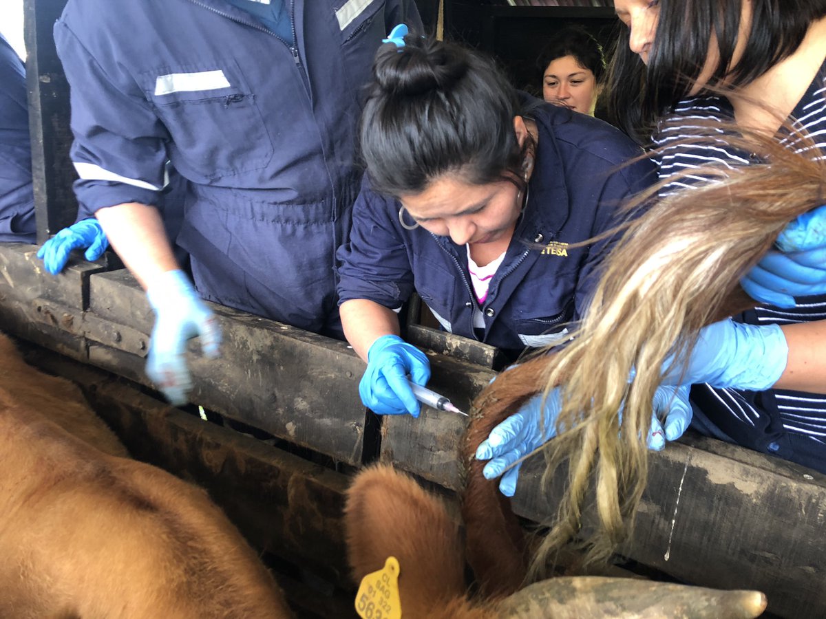 f_quilaqueo's tweet photo. Hoy jóvenes de la mesa regional de jóvenes de los Ríos concluyeron su curso de enfermero de ganado 🐮. En el fundo Manquelaf de @PillanMapu  felices de aportar al desarrollo de la #AFC y de los jóvenes rurales. @INDAPLosRios @MinagriLosRios https://t.co/hkGom3okLQ