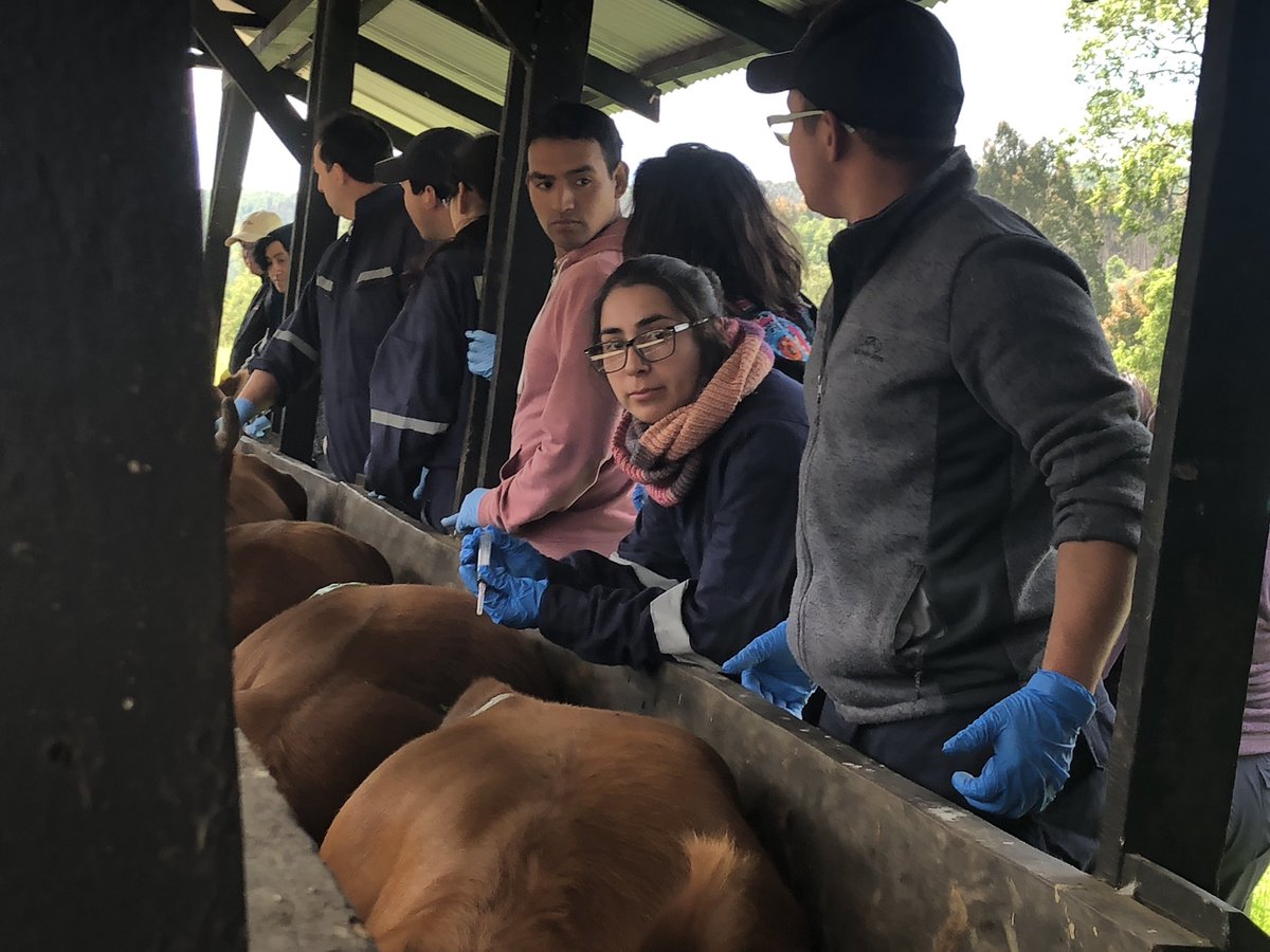 f_quilaqueo's tweet photo. Hoy jóvenes de la mesa regional de jóvenes de los Ríos concluyeron su curso de enfermero de ganado 🐮. En el fundo Manquelaf de @PillanMapu  felices de aportar al desarrollo de la #AFC y de los jóvenes rurales. @INDAPLosRios @MinagriLosRios https://t.co/hkGom3okLQ