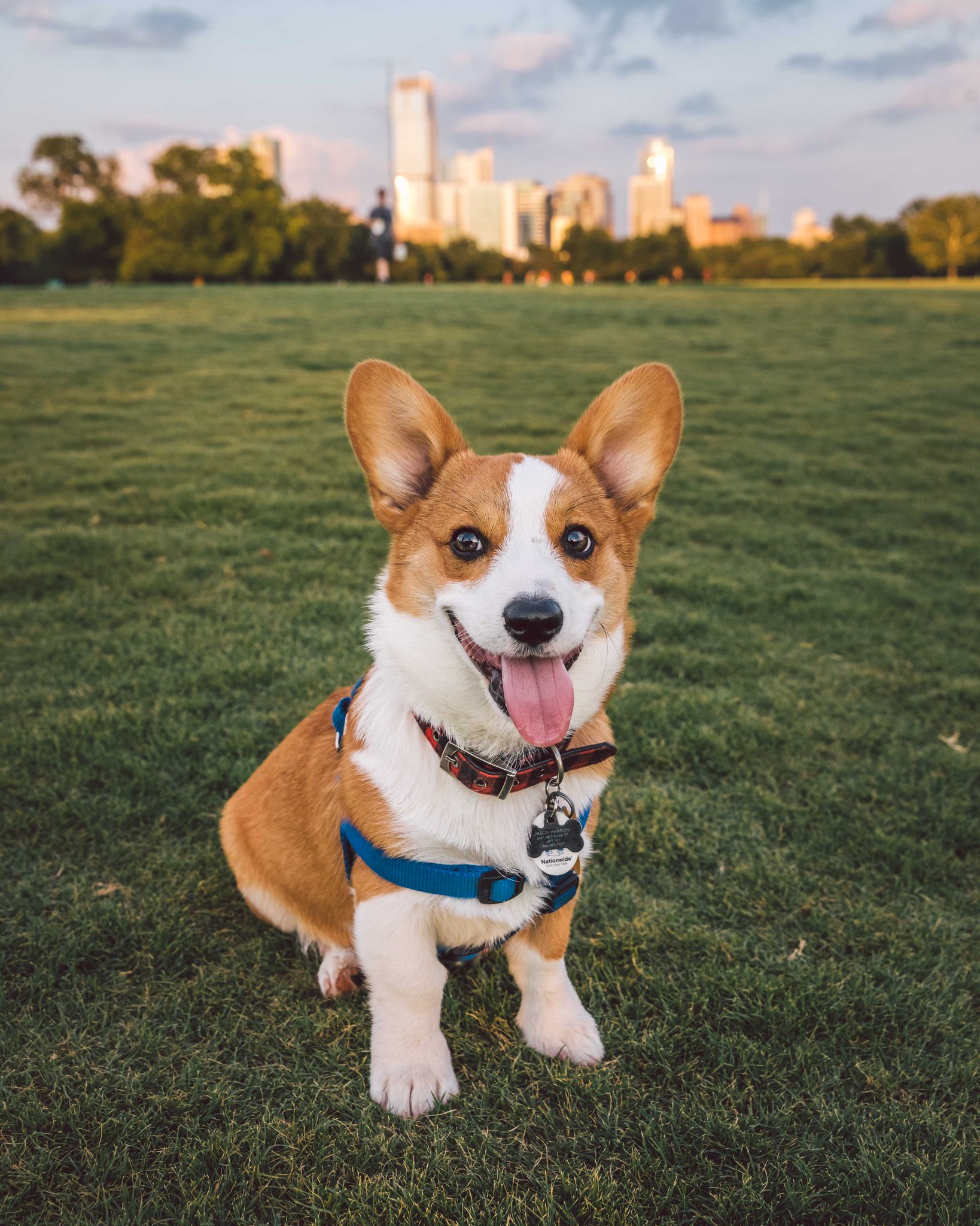 CORGI （コーギー） M.G.A コーギーげんちゃん (@genthecorgi) • Instagram photos and videos