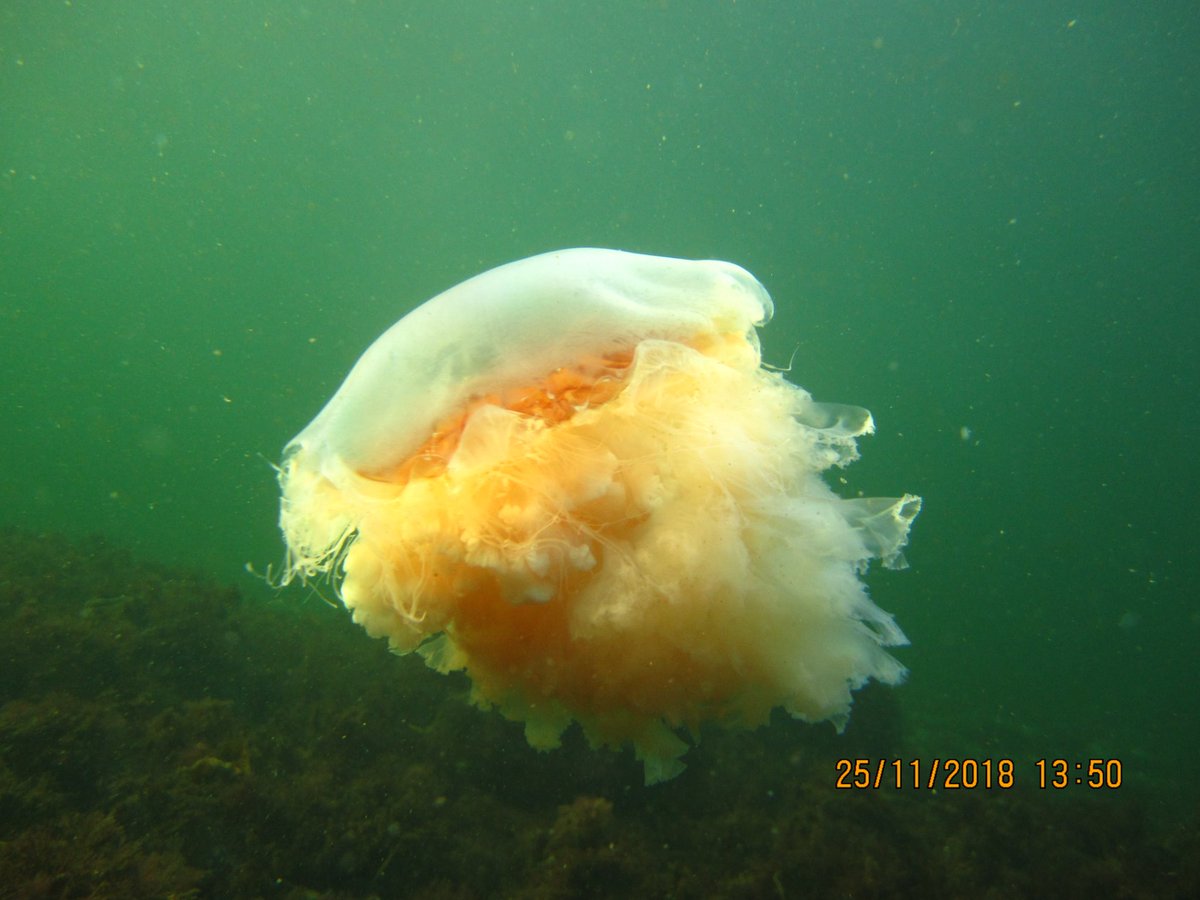 Even though i am very afraid of these jellies, there is no doubt that they are rather beautiful when observed from a distance in clear water.
Taken at Saltö-Tjärnö, Sweden
#lionsmanejellyfish #jellyfish #cyaneacapillata #snorkeling #uwphoto #winterdiving #brännmanet #underwater