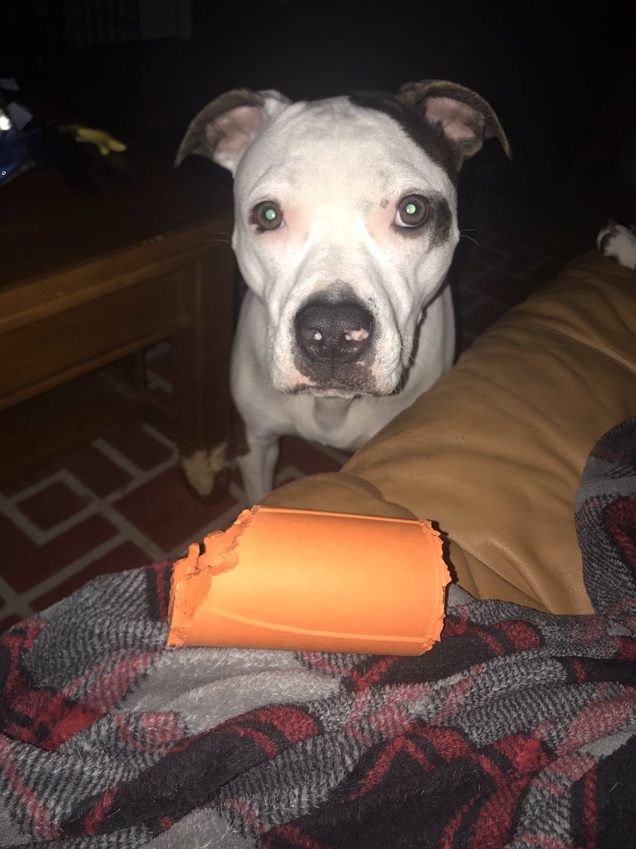 Every time I say my dogs name he assumes I want him to go get his toy and stare me down until I play with him. All I wanted to do was pet him not play fetch for the next 10 hours🙄