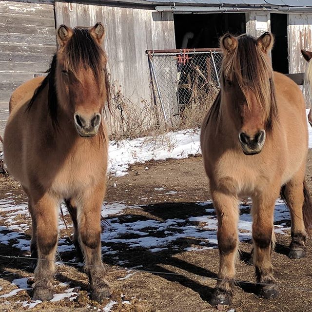 authordebgood's tweet photo. Floyd and Ernest #ranchlife #farmlife #drjakeks https://t.co/GP7SaRYjHm