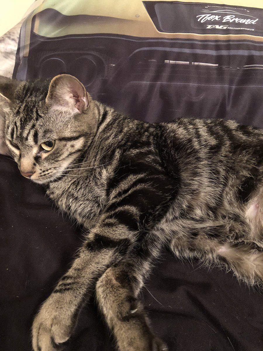 DailyLifeBurde1's tweet photo. @GaryGalka Nyla is the laziest cat in the world! https://t.co/E3EFpQ7wGl
