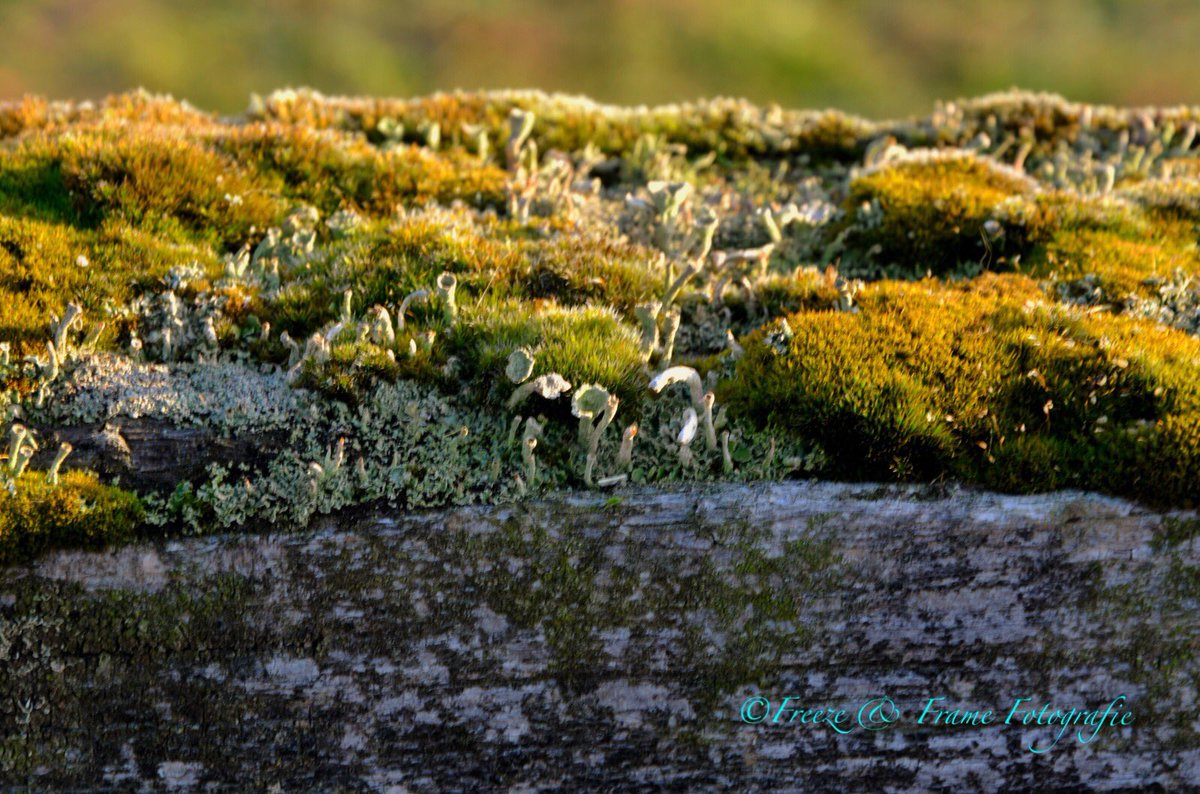 freezeandframe's tweet image. #miniatureworld #mos #tinynature #naturephotography #nature #nikondaily #faftwit