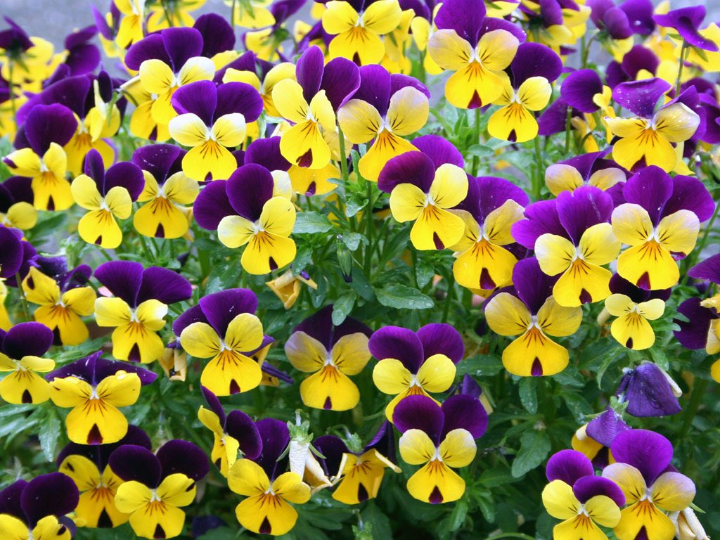 11月27日誕生花 Twitter Search Twitter