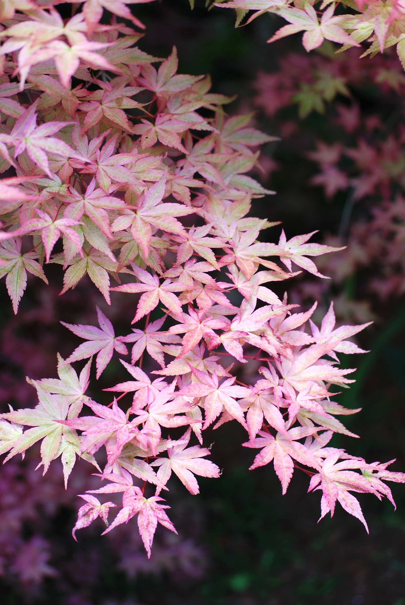 lorepatterson's tweet image. A beautiful Autumn Season with a lovely Japanese Maple and Delicata Squash from a local farm. These two images of mine were recently licensed for stock photo usage. #autumn #autumnleaves #fall #stockphotography #horticulture #agriculture