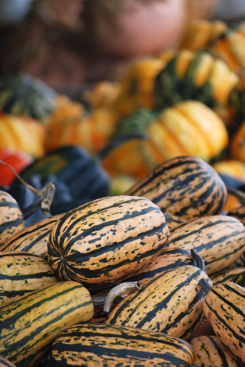 lorepatterson's tweet image. A beautiful Autumn Season with a lovely Japanese Maple and Delicata Squash from a local farm. These two images of mine were recently licensed for stock photo usage. #autumn #autumnleaves #fall #stockphotography #horticulture #agriculture