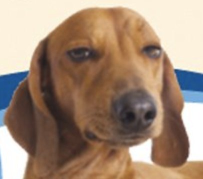 stephanieritter's tweet photo. tried to find anxiety medication for my dog and https://t.co/jTnTZD95Kj