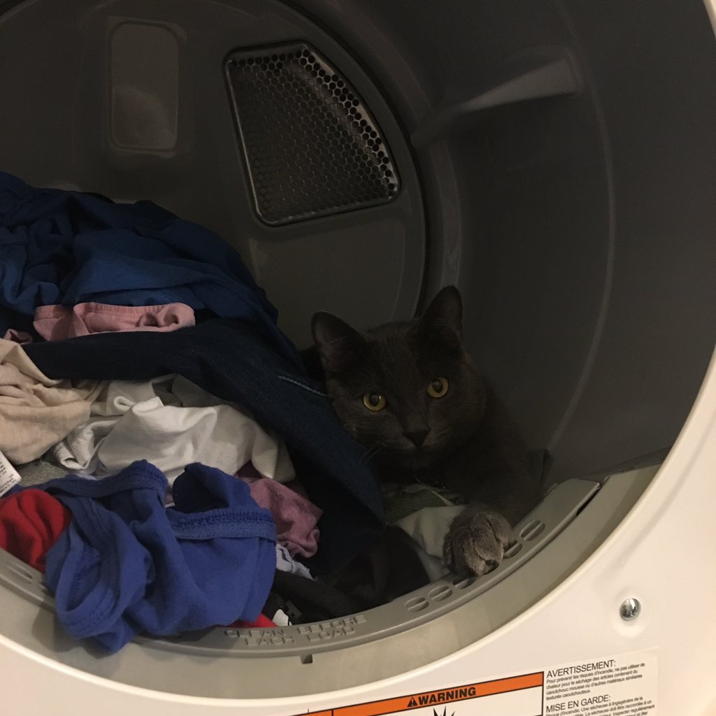 estelora's tweet photo. @smartwatermelon He still raids laundry, though @smartwarmelon https://t.co/lR8PfcLejq