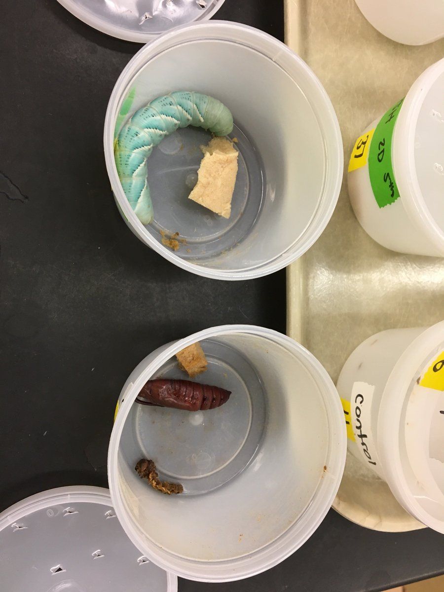 enders_lab's tweet photo. Making a monster: when hormones go wrong! Testing out a new lab for the @PurdueInsects Physiology & Biochemistry course being offered for the first time Spring 2019! #manducasexta @PurdueAg https://t.co/ywuTQFc5ni