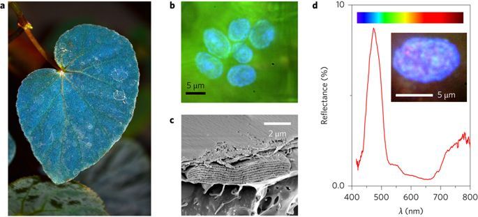 注目論文ツイート 植物 構造色 熱帯林の日陰 林床に生育するベゴニア属植物 には葉の表が青いものがある これはイリドプラストという特別な葉緑体によるものであり チラコイド膜の特異な構造により 光合成効率を５ 10 向上させるためのものだと