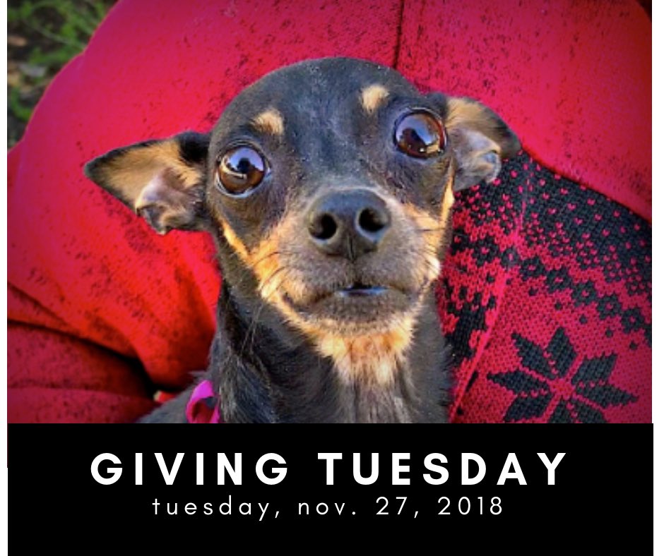 BlueDogRescue's tweet photo. #GivingTuesday is tomorrow and we have a goal: raise $1,000 to help homeless dogs in the great city of Austin, TX. Who’s in?! 💙🐶 https://t.co/4EMFNIYsQ3