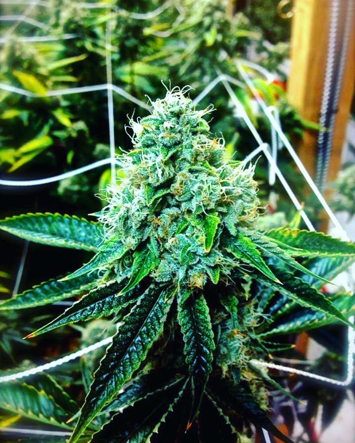 TheAmsterdamCo2's tweet image. #TrueOG #Flower #TheAmsterdamCompany #Cannabis #Marijuana #THC #CBD #CA #OrangeCounty #California #SantaAna #LagunaNiguel #YorbaLinda #SanClemente #HuntingtonBeach #MissionViejo