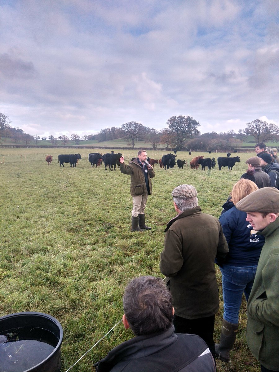 SaddlescombeFam's tweet photo. @RobHavard1 @PastureForLife @hminternational @smilingtreefarm @niels_corfield Just home from a cracking day seeing mob grazing in practice. M25 plenty of opportunity to start the planning 🚗 🐂🚗🐂🚗🐂🚗🐂 https://t.co/Q0W4vG77nA