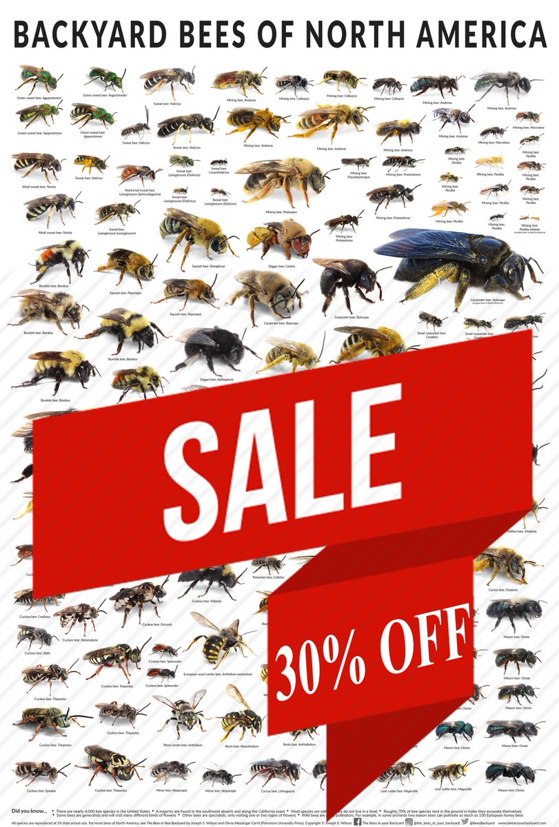 Beesinyourbackyard Twitter 30 Off Backyard Bees Of North