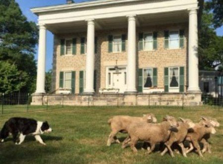 #GivingTuesday - Don't be sheepish; donate to our mission! - mailchi.mp/8c1db92ce514/g…