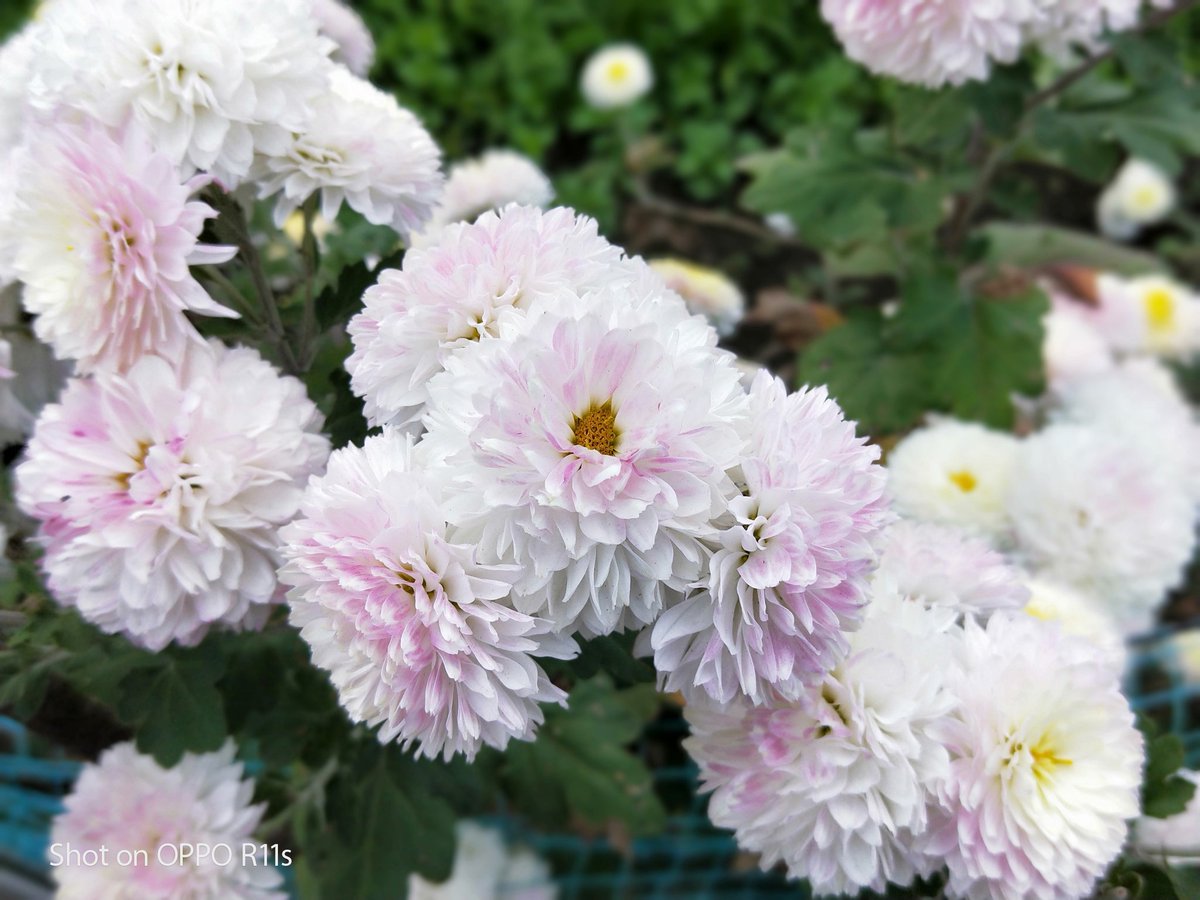 RX178typeZERO's tweet photo. #OPPO #R11s で撮影 https://t.co/lwf5iUUqVI