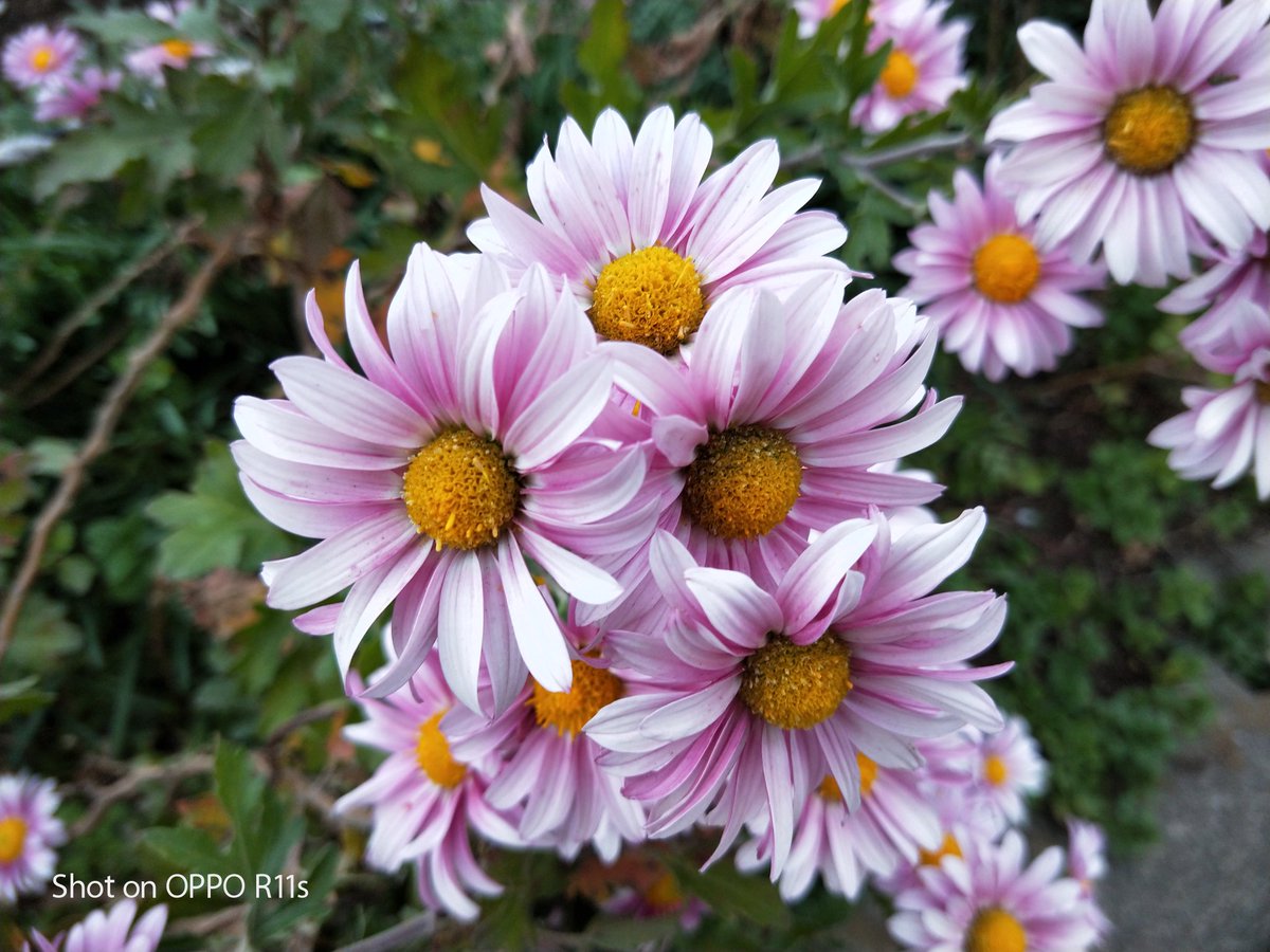 RX178typeZERO's tweet photo. #OPPO #R11s で撮影 https://t.co/lwf5iUUqVI