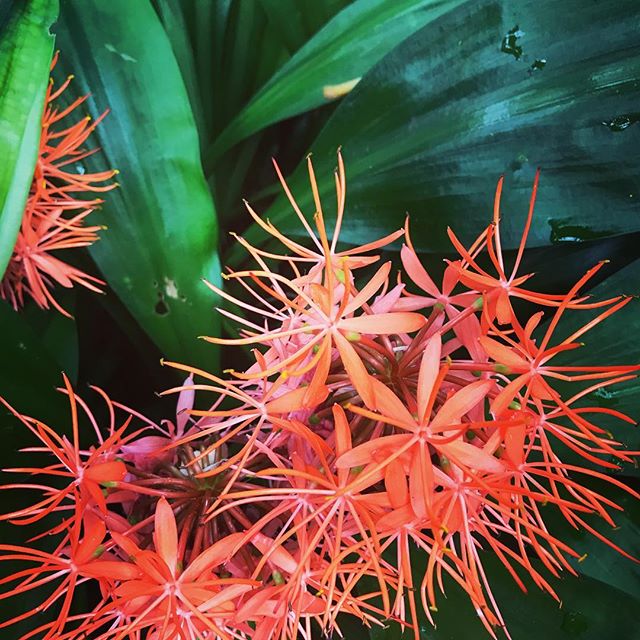 wildpress_co's tweet photo. Some tropical inspiration from Kew Gardens to brighten your mood on this gloomy Monday in London✨ #inspiration #inspo #nature #instadaily #green #bright #color #tropical #mood #monday #mondaymood #mondaymotivation #wordpress #wildpress #webdesigna...
https://t.co/TBUFKrmn2S https://t.co/QOYiIwC3g0