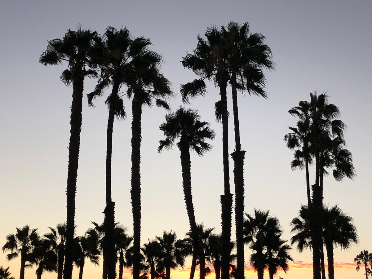 ph0t0s's tweet photo. Santa Monica 🌴
#SantaMonica #silhouettes #sunsets #palmtrees #California https://t.co/GjAa7kyOX0
