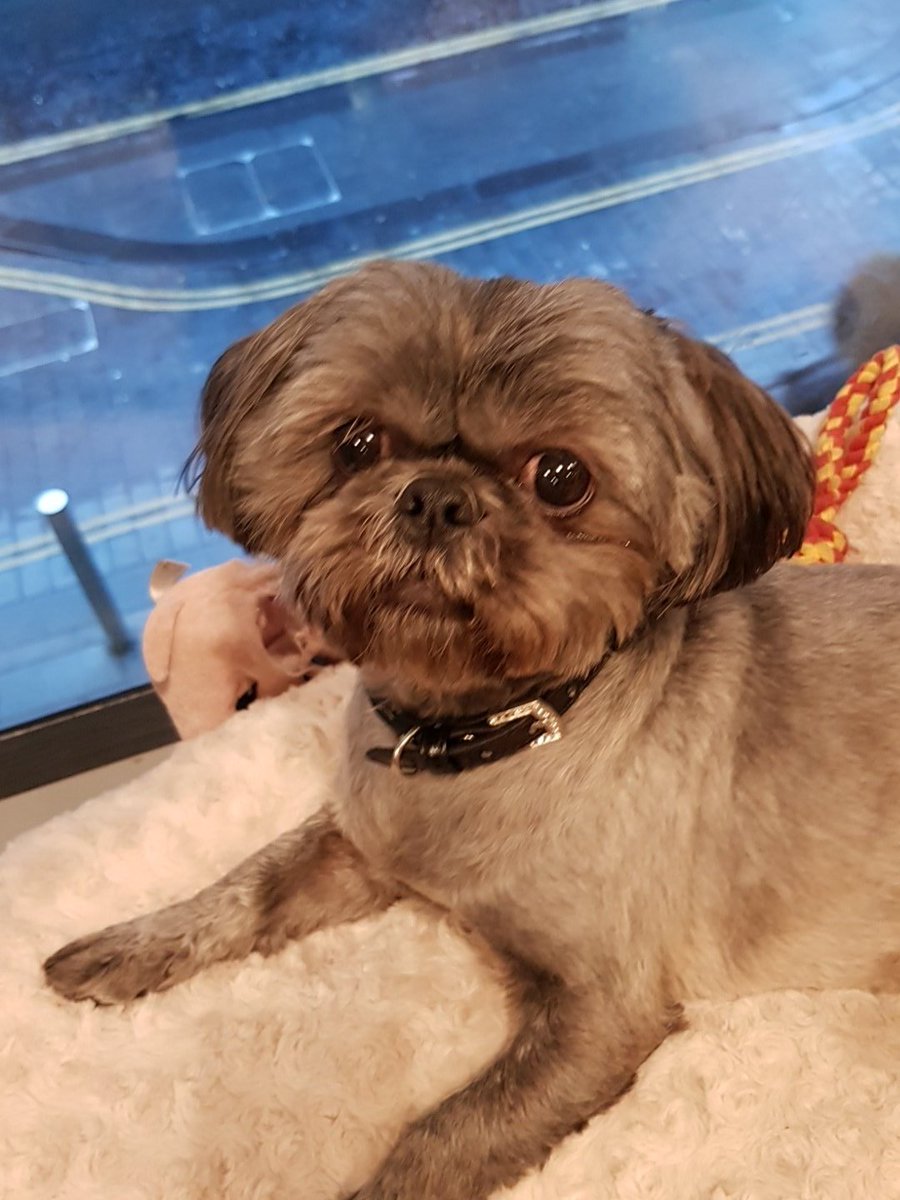 Meet Bruce, he's looking forward to meeting you guys on Wednesday at @WeWorkUK for #McrPropSocial with <a href="/JustPRM/">Justine McGuinn</a> #property #networking #Manchester #dogsofwework #dogsoftwitter #dogs
